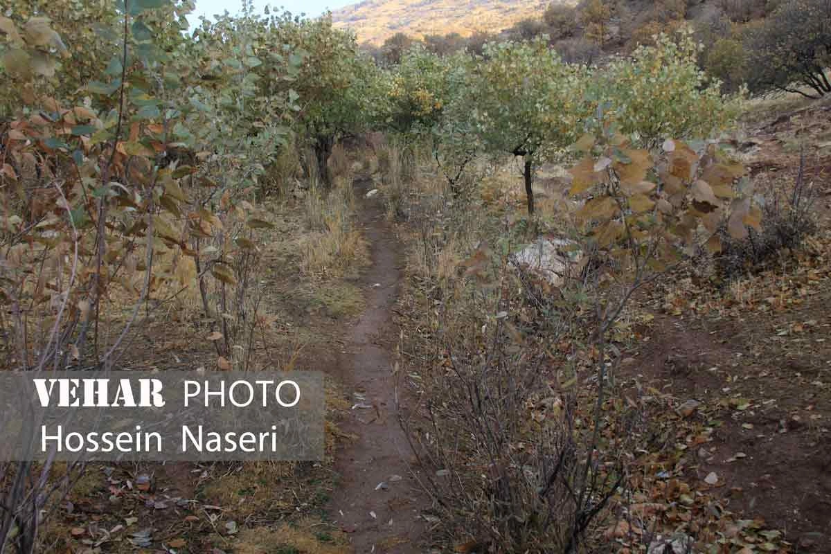 Selected Image
