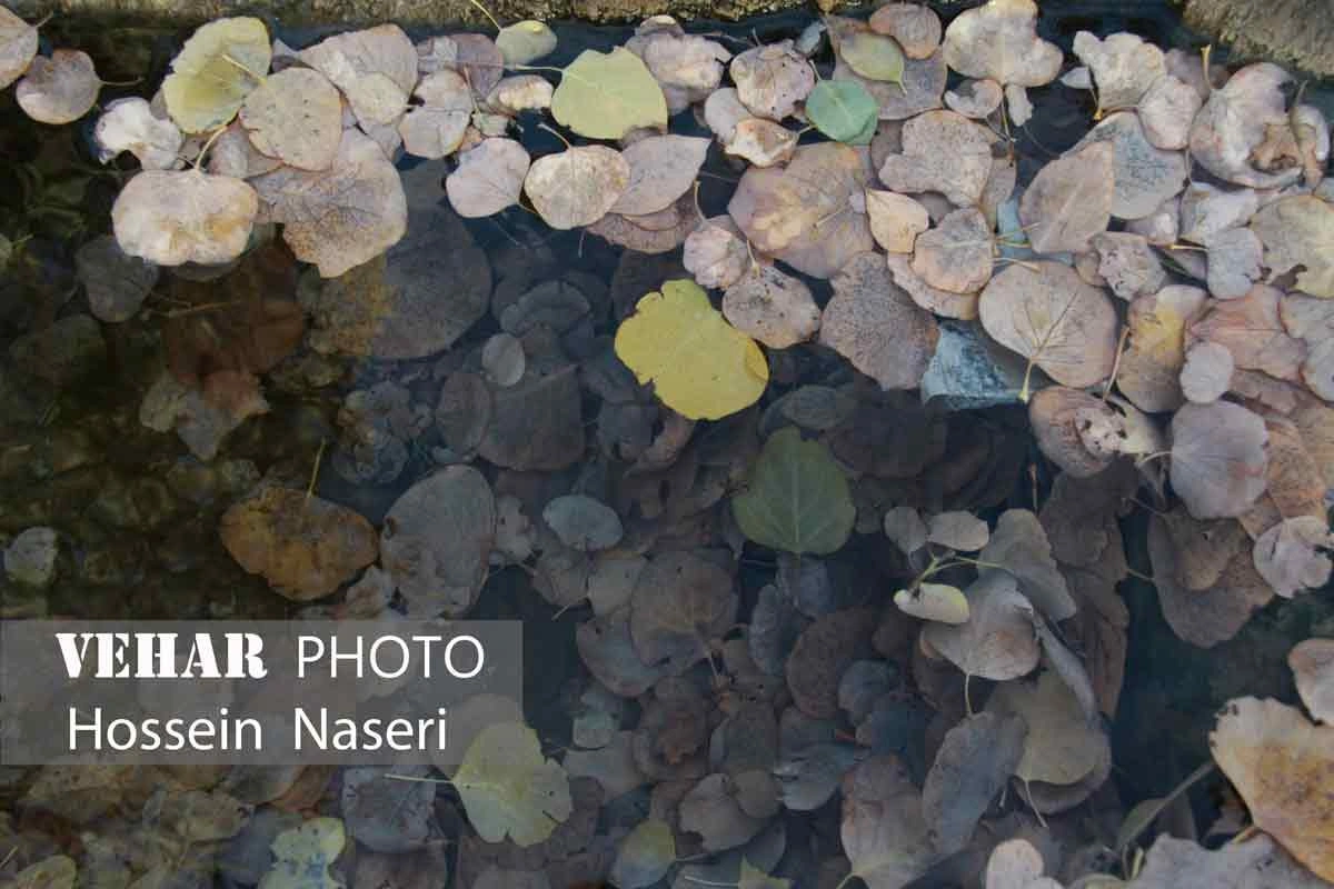 Selected Image