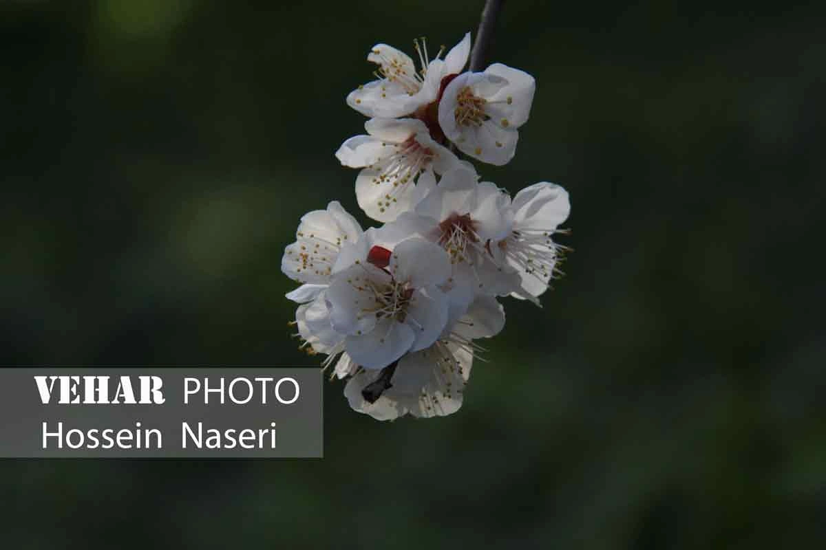 Selected Image