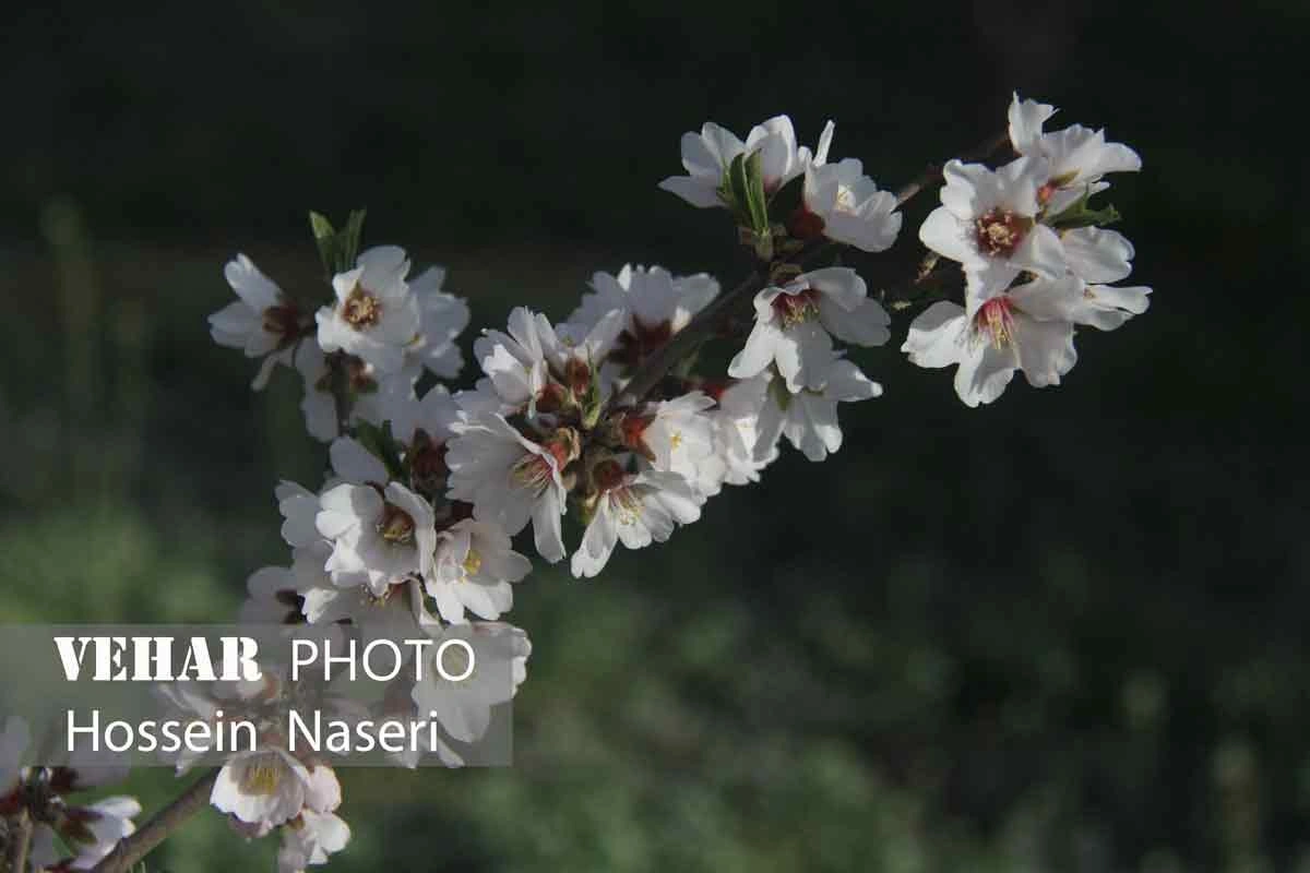 Selected Image