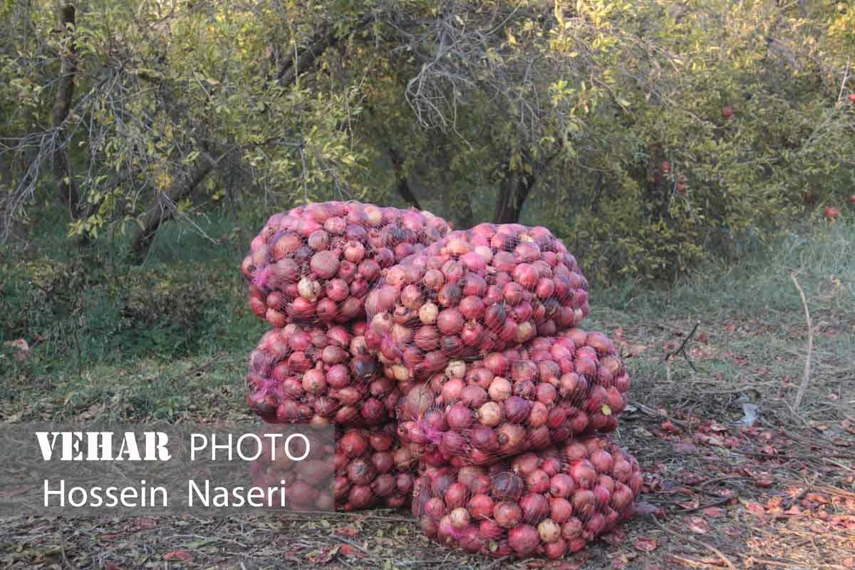 Selected Image
