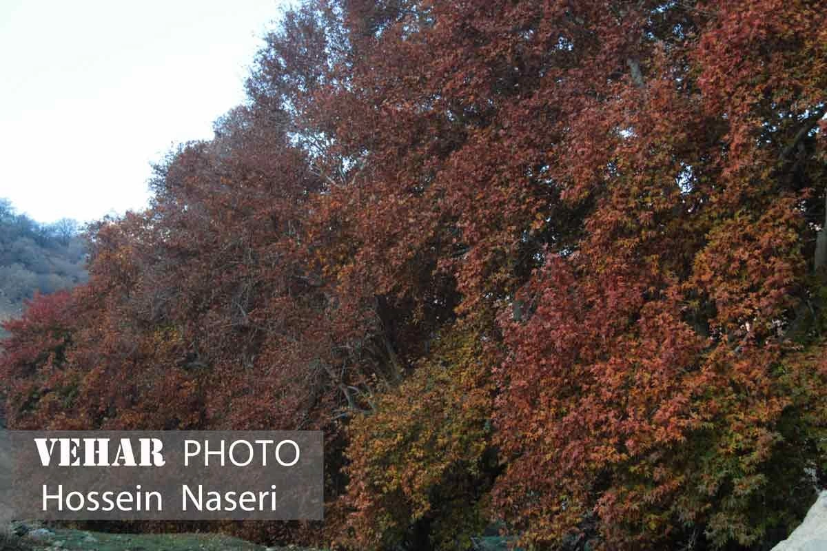 Selected Image