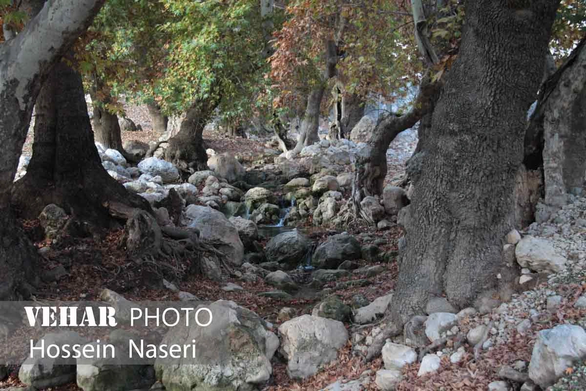 Selected Image