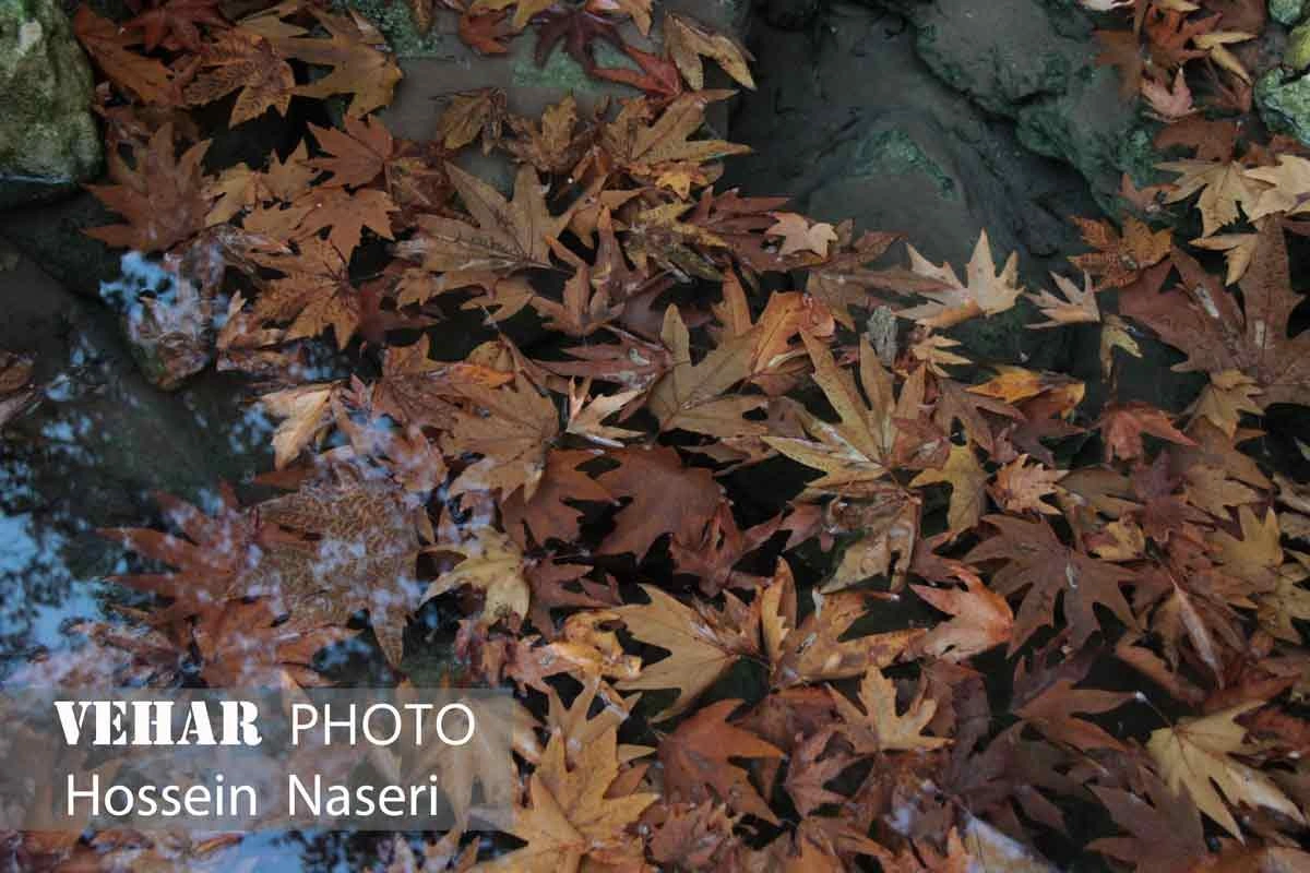 Selected Image