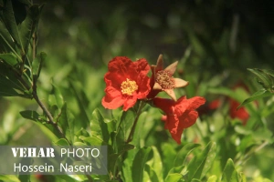 شکوفه انار